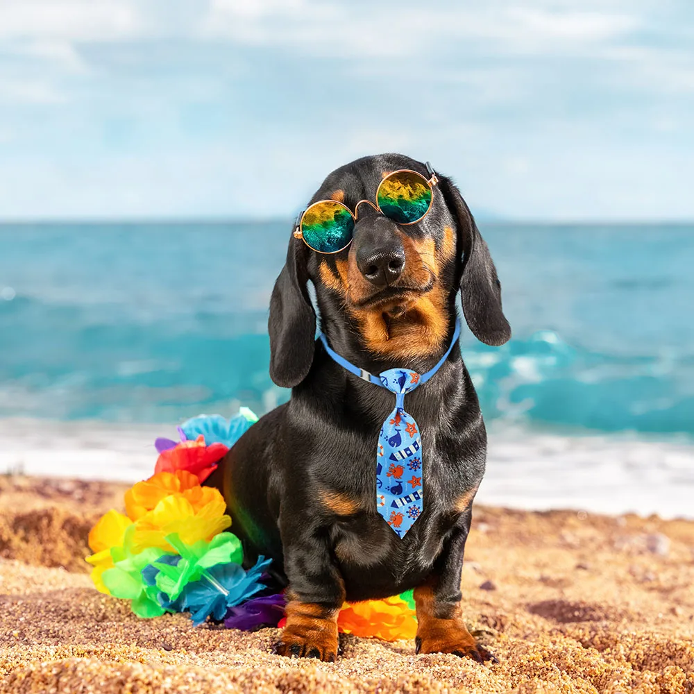 50 pçs cão aliciamento pequeno - Pet Supplies Coupon avaliação e preço