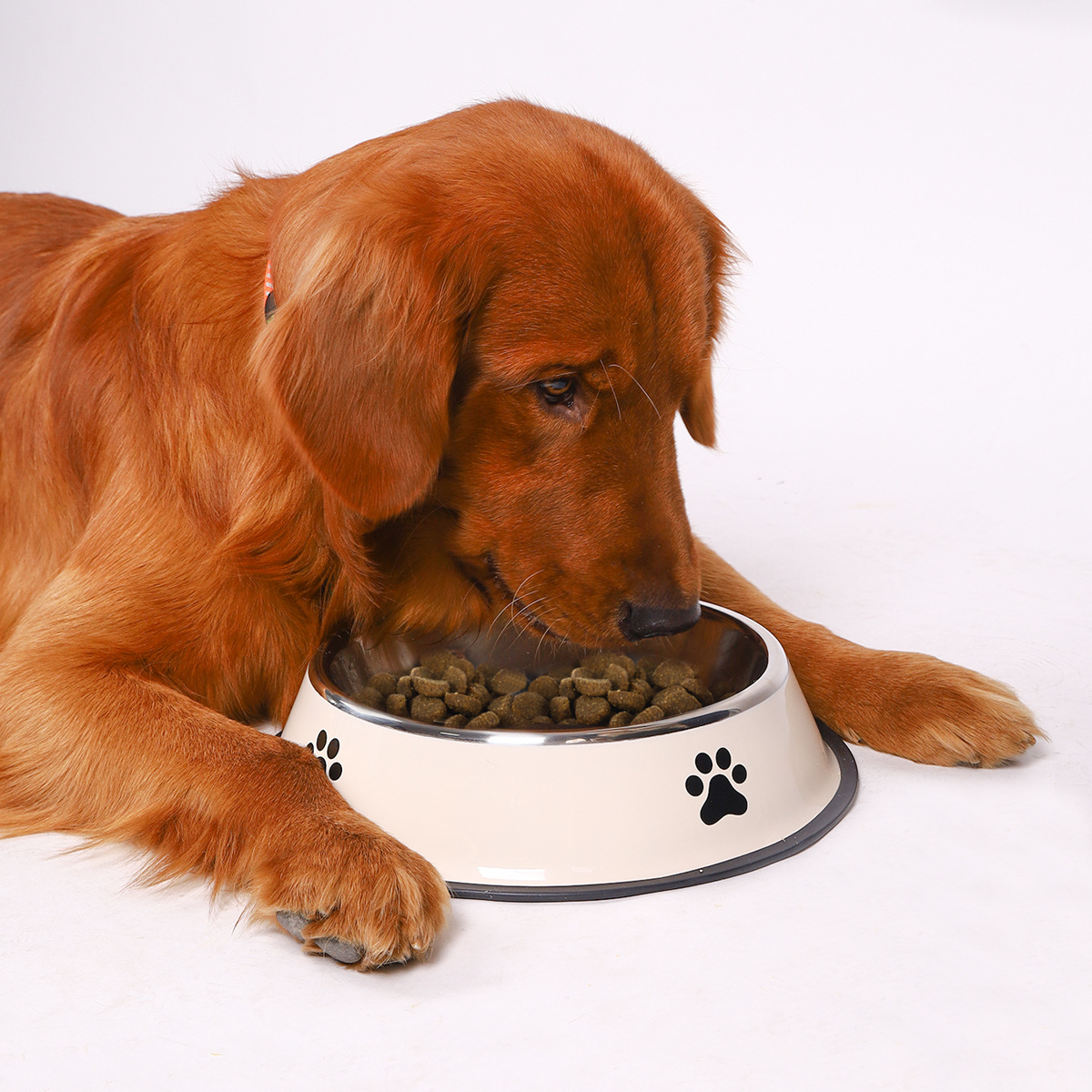 Tigela de Aço Inoxidável para  - Pet Supplies Coupon avaliação e preço